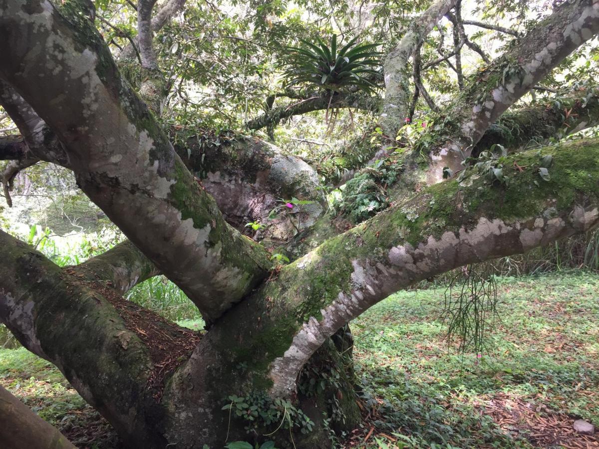 Glamping El Arbol En La Casa * San Antonio del Tequendama