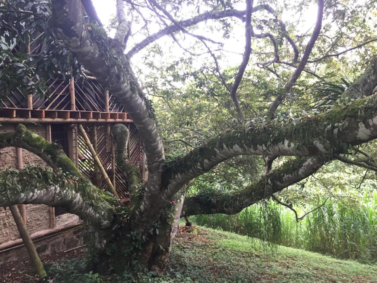 Glamping El Arbol En La Casa San Antonio del Tequendama